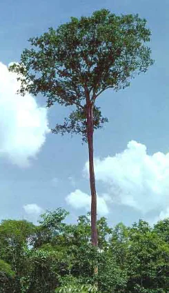 Arvore tauari
